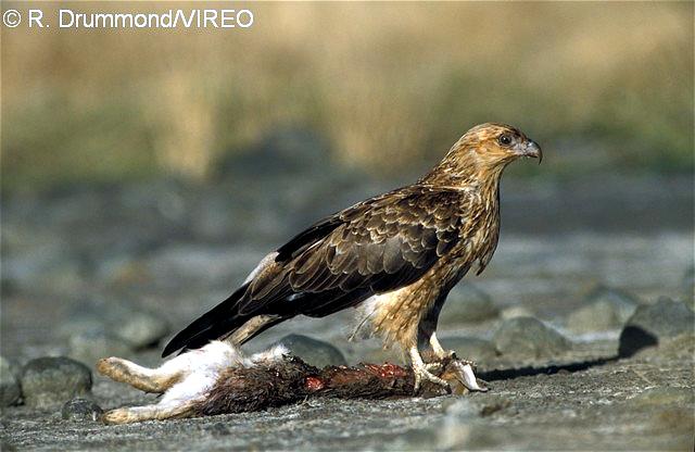 Whistling Kite d21-5-014.jpg